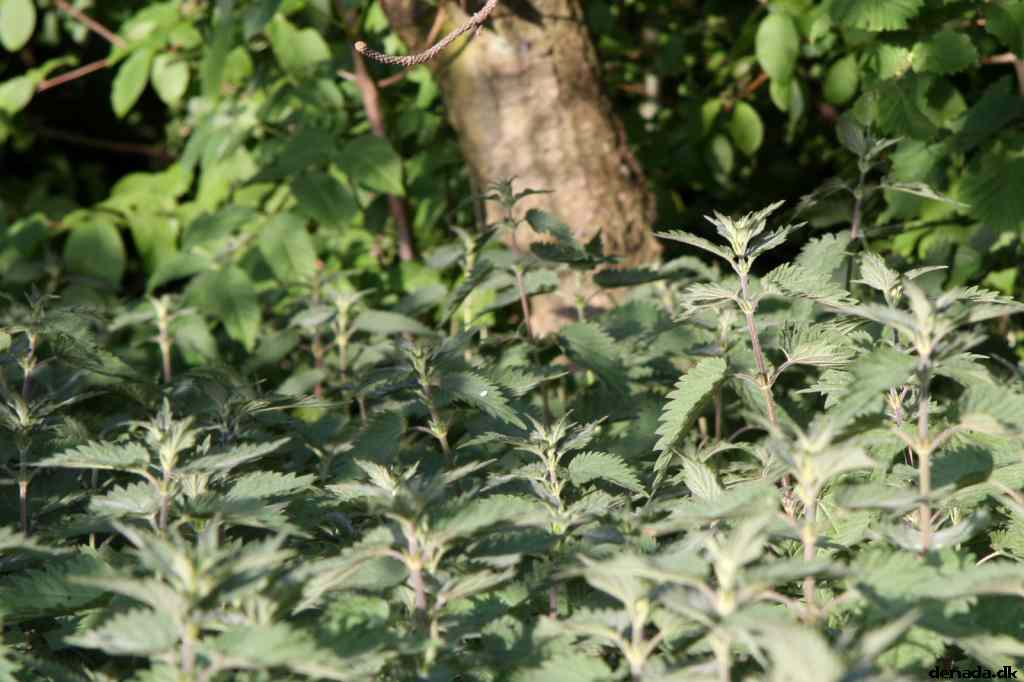 * Image 13