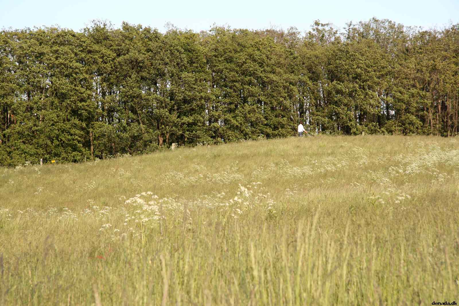 * Image 12