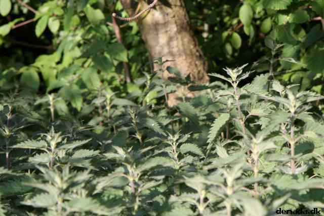 * Image 13