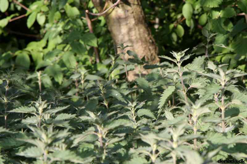 * Image 13