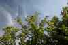 200908010010.JPG - 2009:08:01 12:38:37