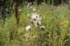 200908010048.JPG - 2009:08:01 12:50:53