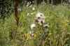 200908010051.JPG - 2009:08:01 12:50:58