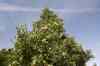 200908010071.JPG - 2009:08:01 12:54:44