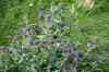 200908010110.JPG - 2009:08:01 13:01:35