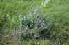 200908010113.JPG - 2009:08:01 13:01:50