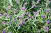 200908010116.JPG - 2009:08:01 13:01:58