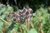 200908010130.JPG - 2009:08:01 13:05:54