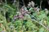 200908010131.JPG - 2009:08:01 13:06:00