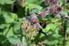 200908010133.JPG - 2009:08:01 13:06:11