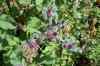 200908010135.JPG - 2009:08:01 13:06:25