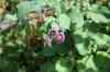 200908010136.JPG - 2009:08:01 13:06:32