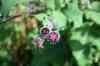 200908010137.JPG - 2009:08:01 13:06:34