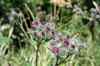 200908010154.JPG - 2009:08:01 13:13:24