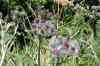 200908010160.JPG - 2009:08:01 13:13:51