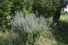 200908010183.JPG - 2009:08:01 13:16:50