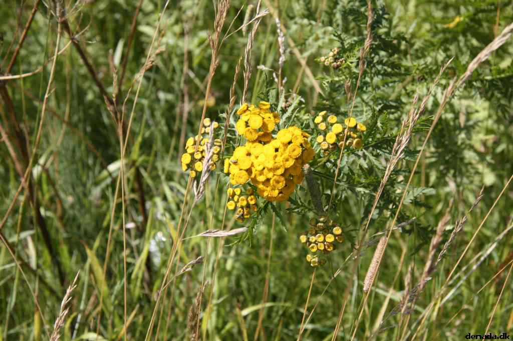* Image 13
