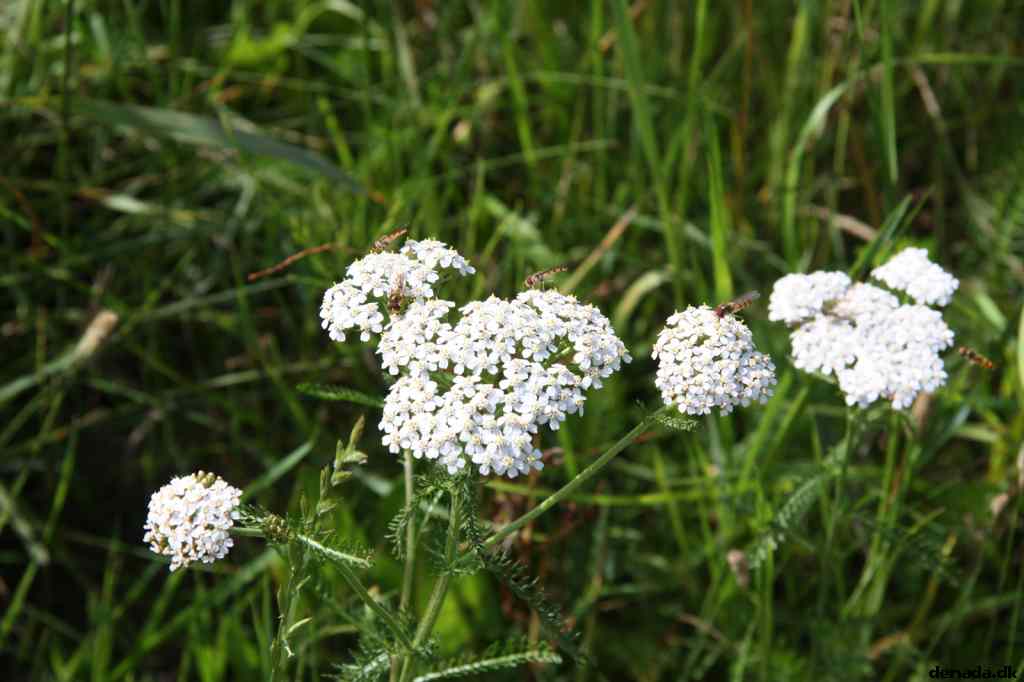 * Image 22