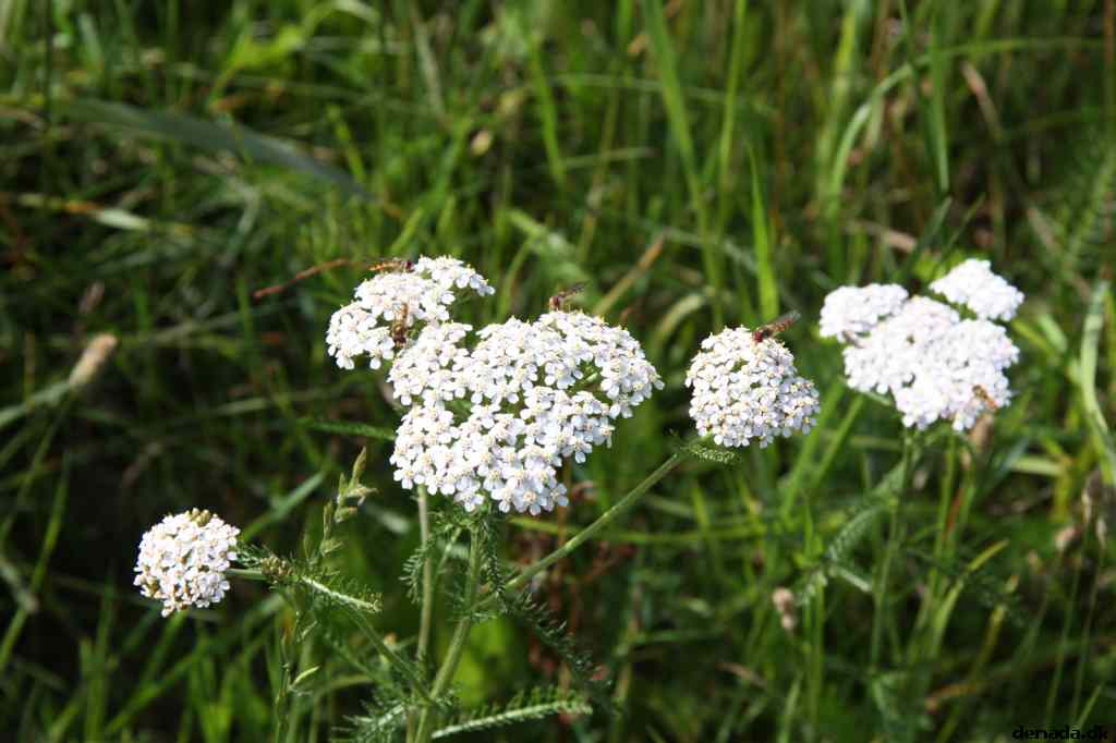 * Image 23