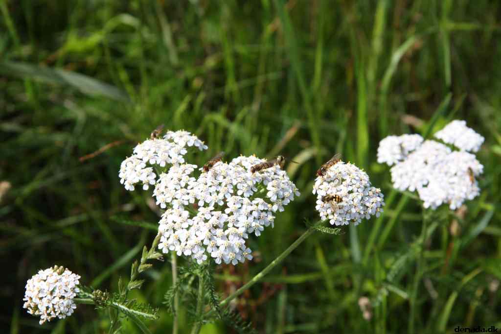 * Image 25