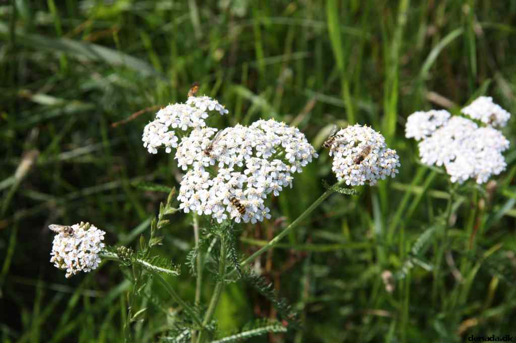 * Image 27