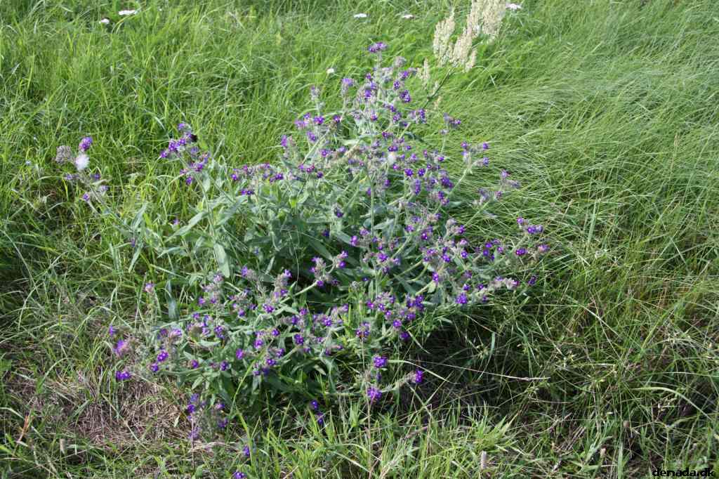 * Image 34