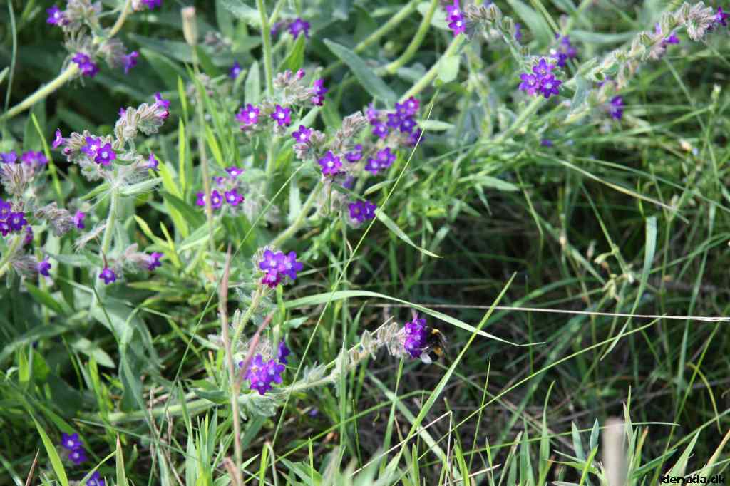 * Image 39
