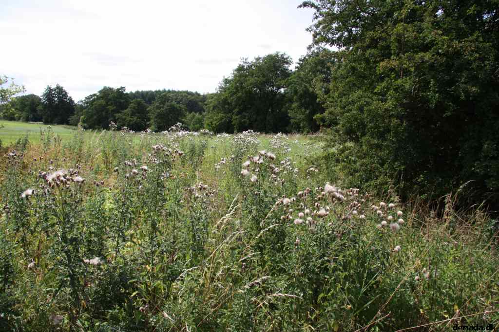 * Image 53