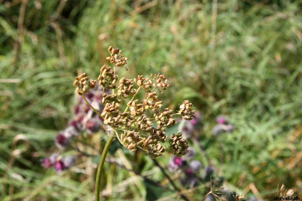 * Image 54