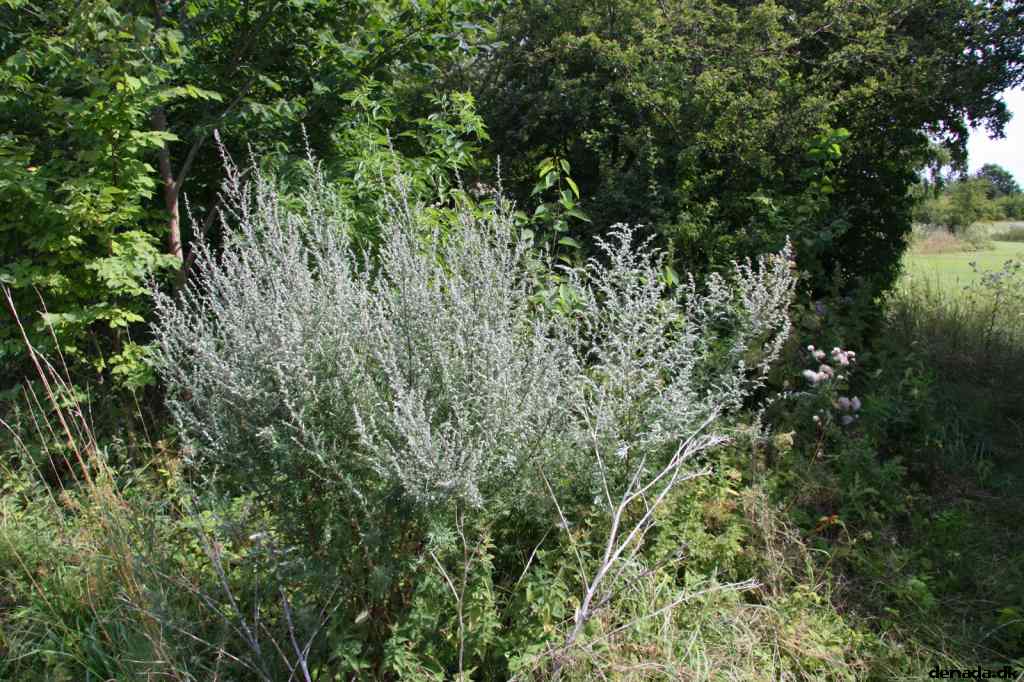 * Image 65