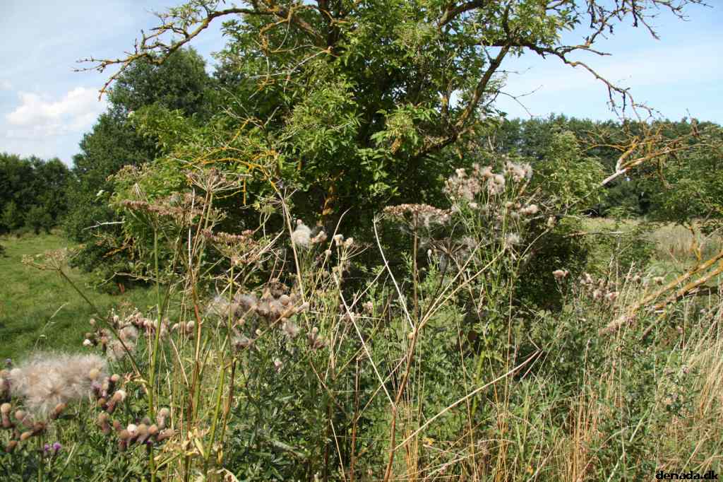 * Image 66