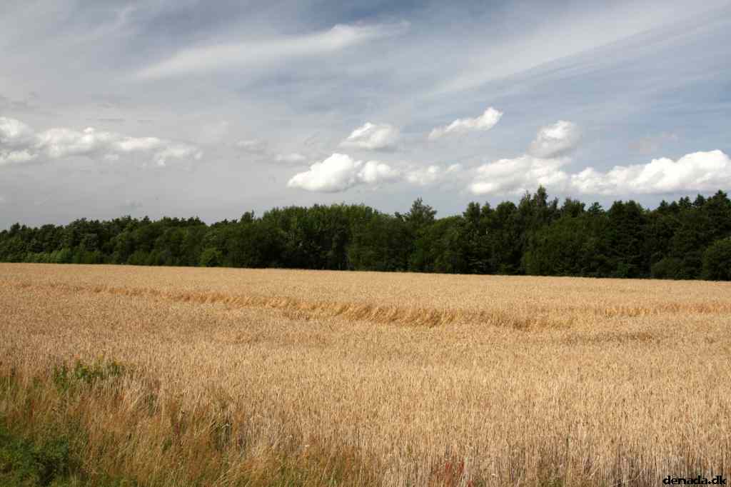 * Image 80