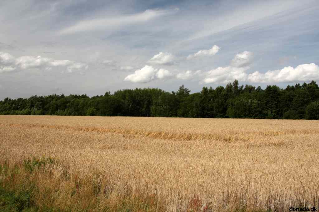 * Image 81
