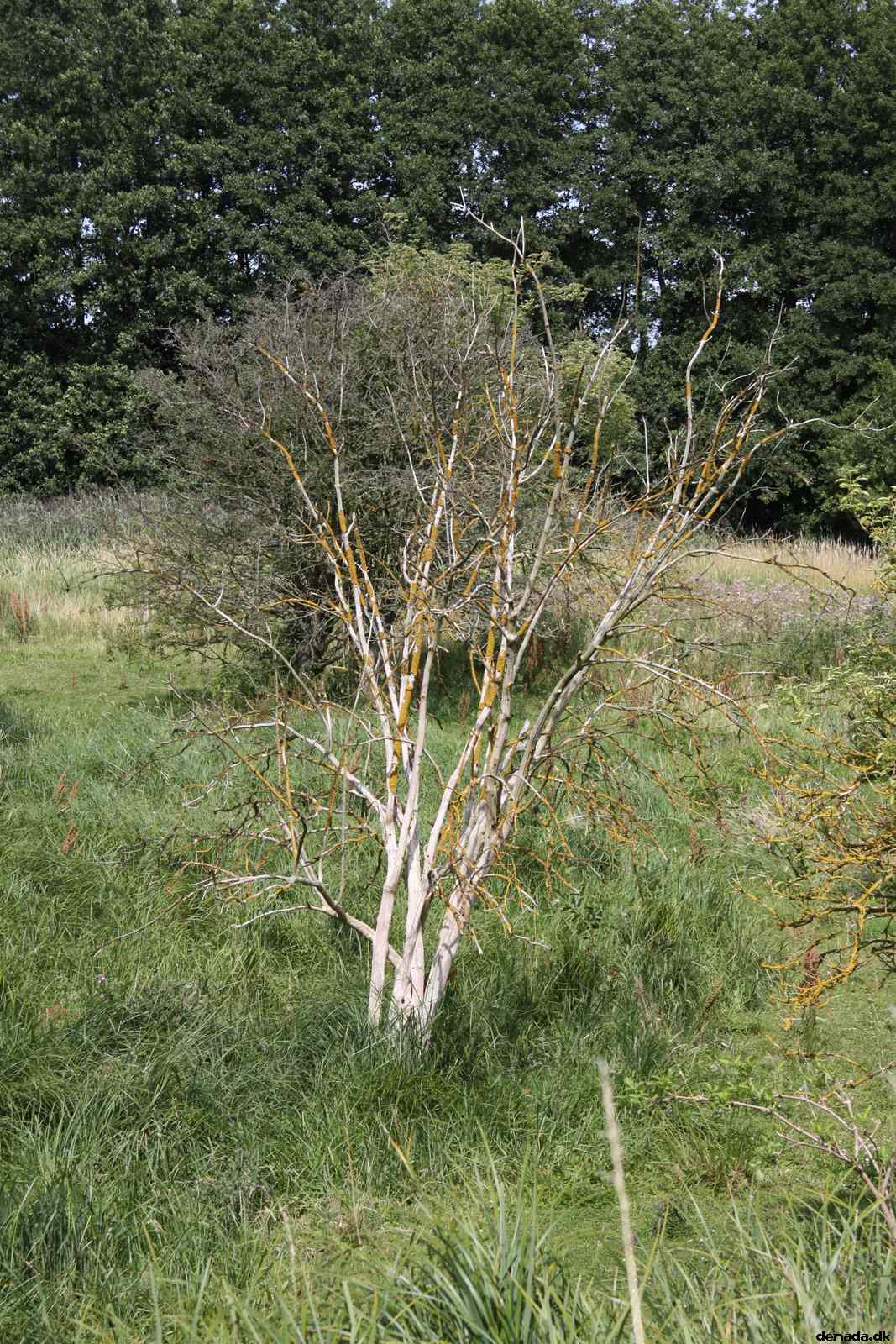 * Image 61