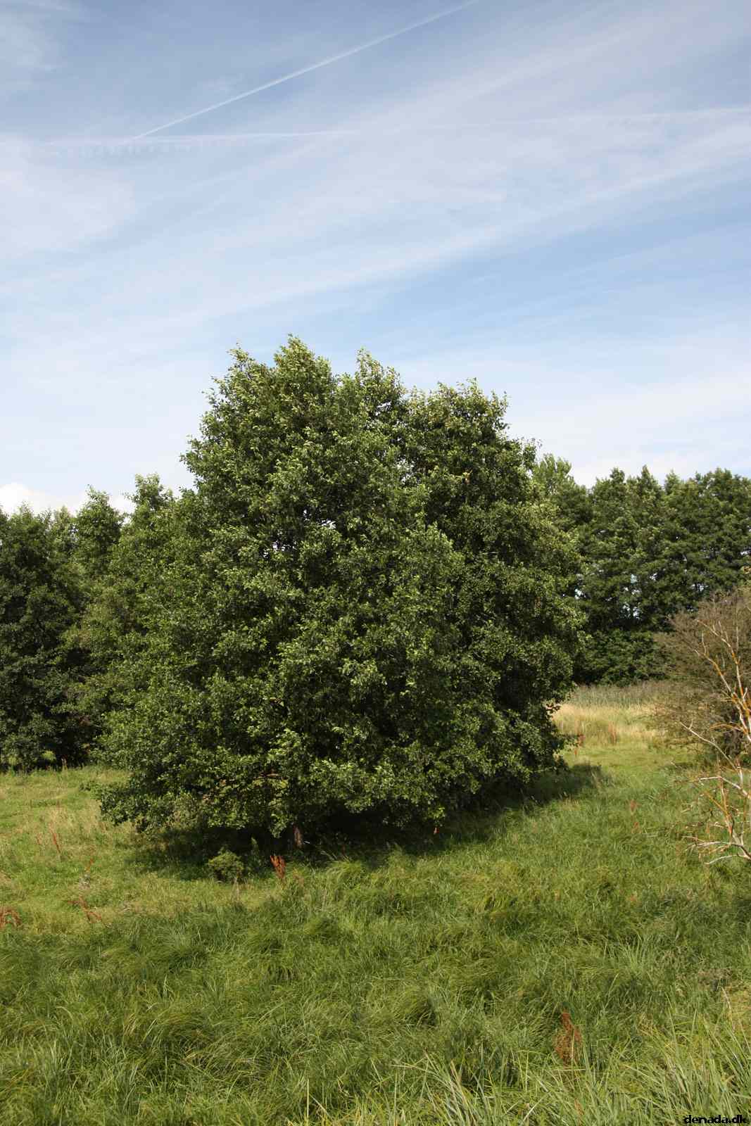 * Image 63