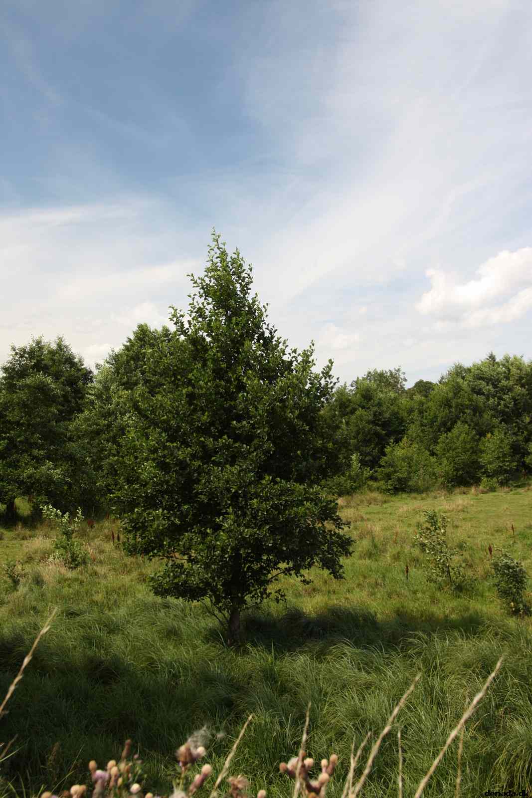 * Image 64