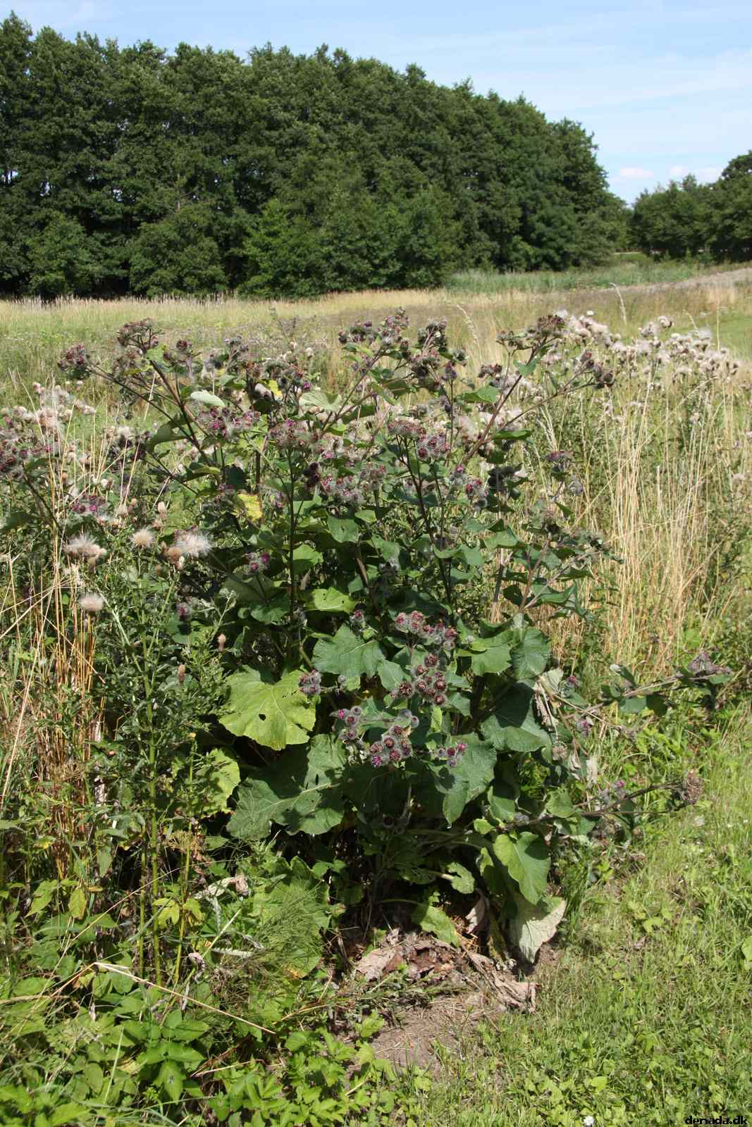 * Image 67