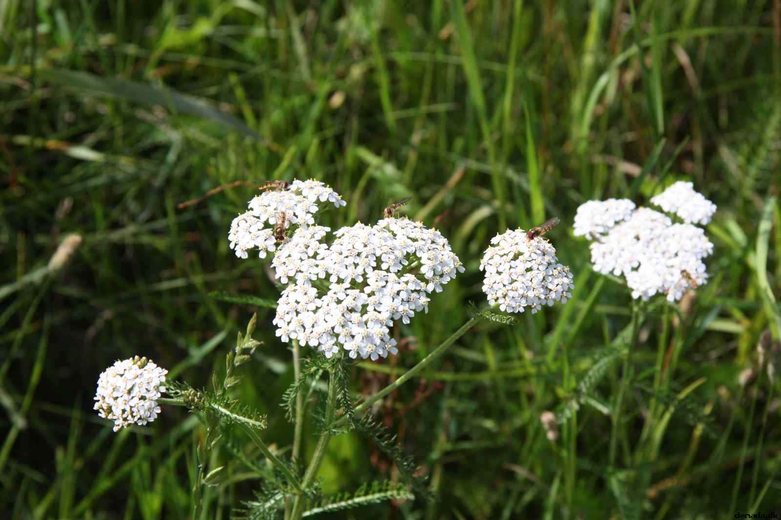 * Image 23
