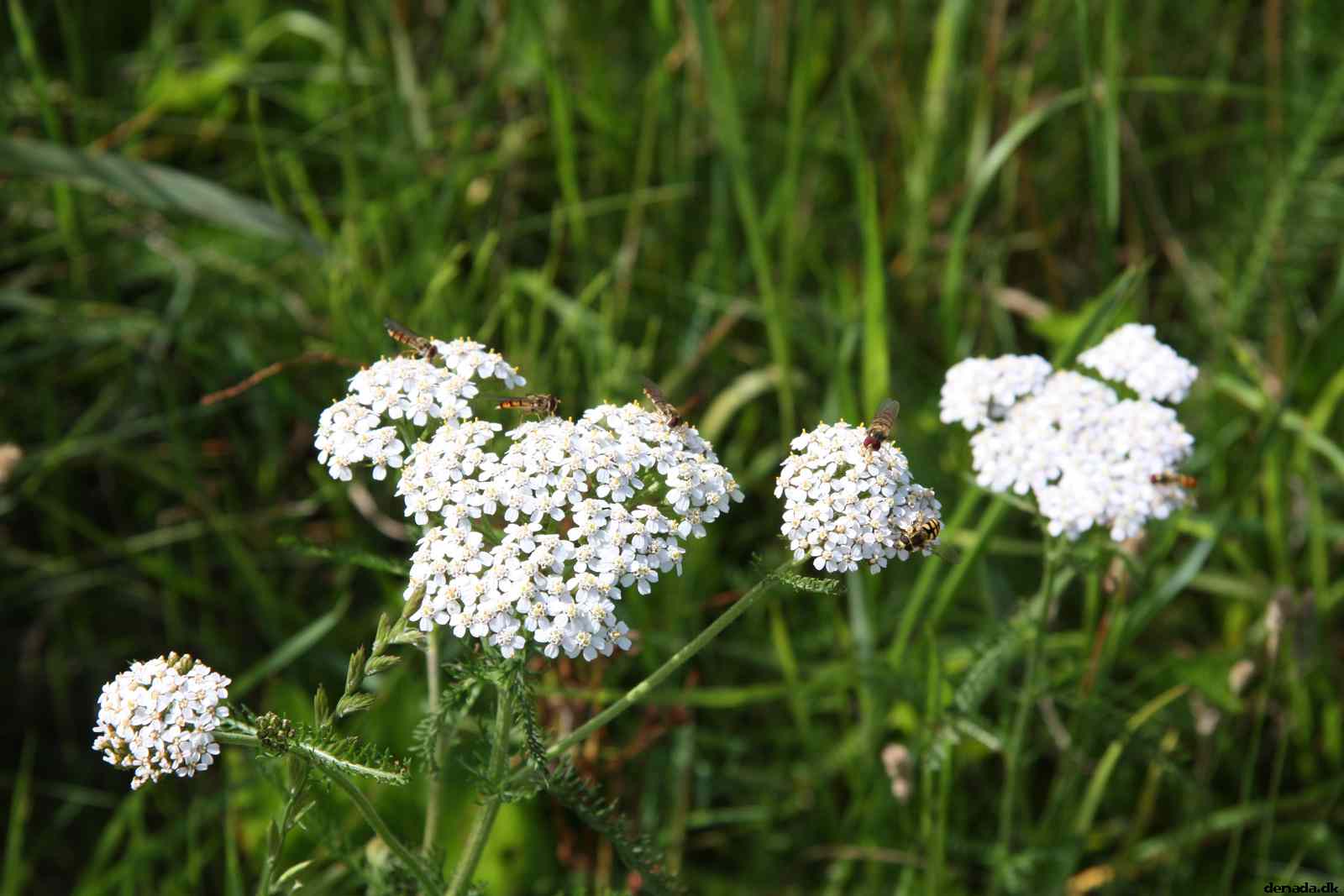 * Image 24