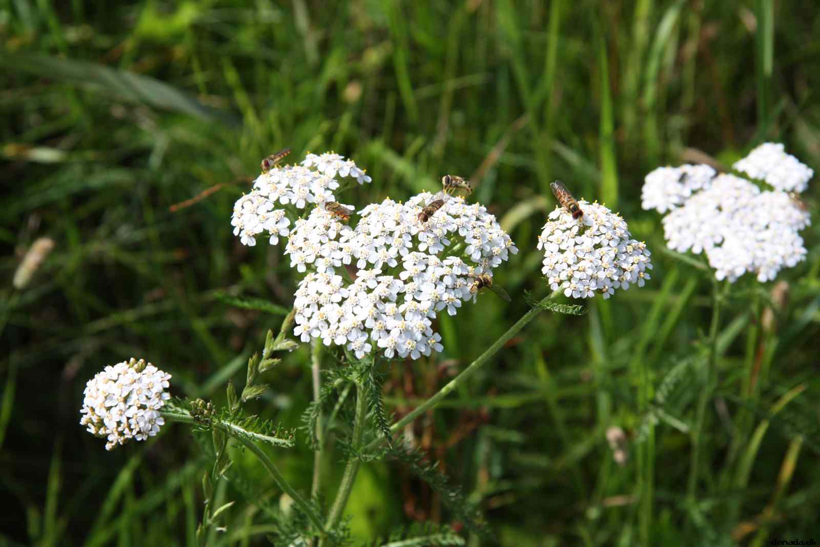 * Image 26