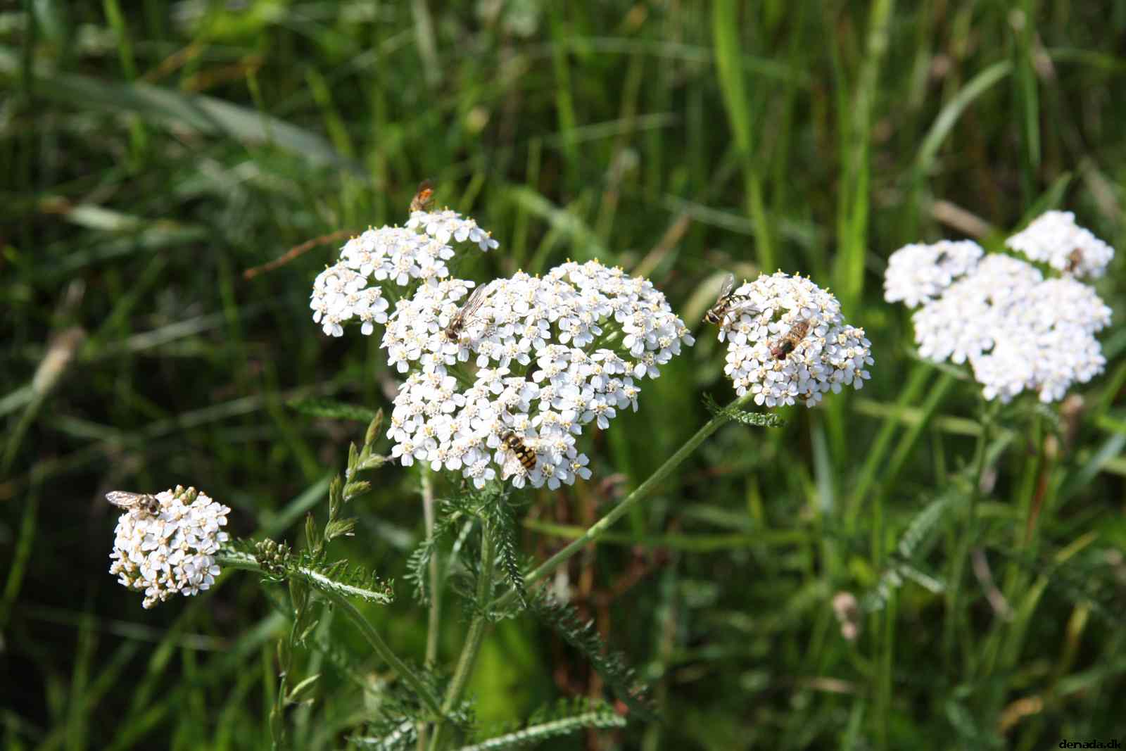 * Image 27