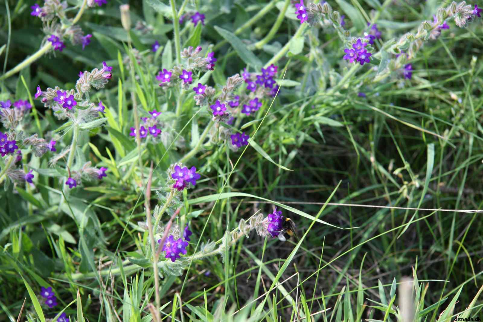 * Image 39