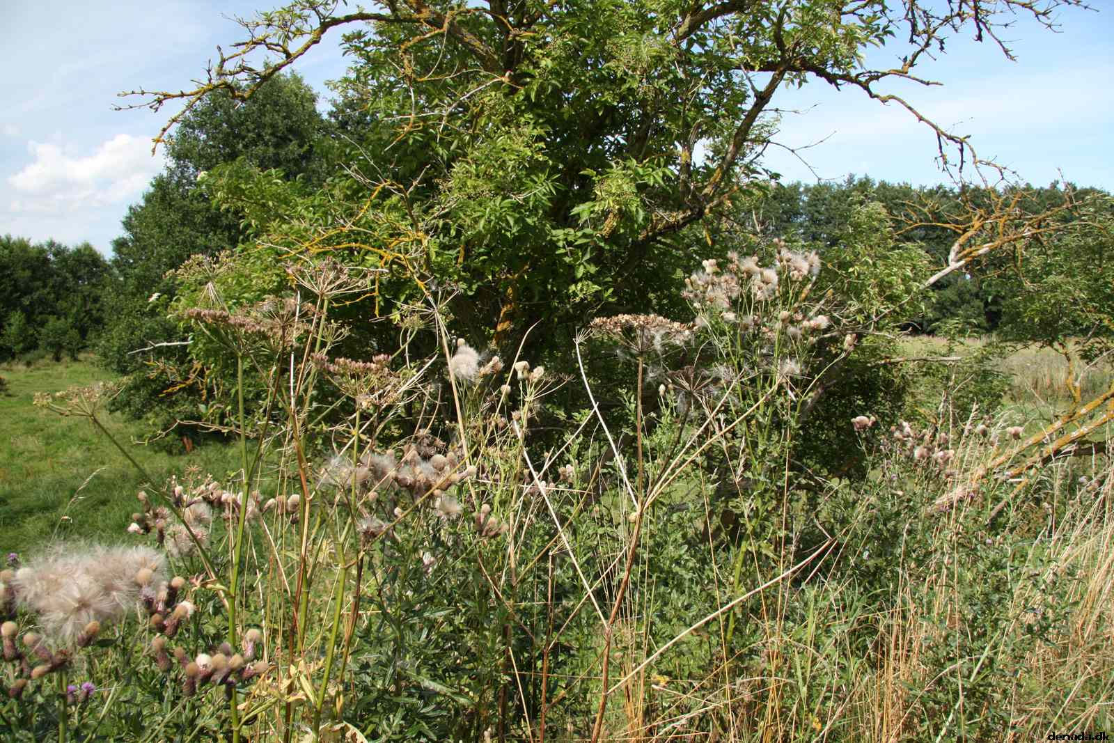 * Image 66