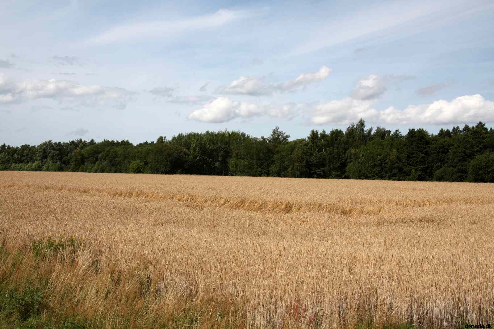 * Image 79