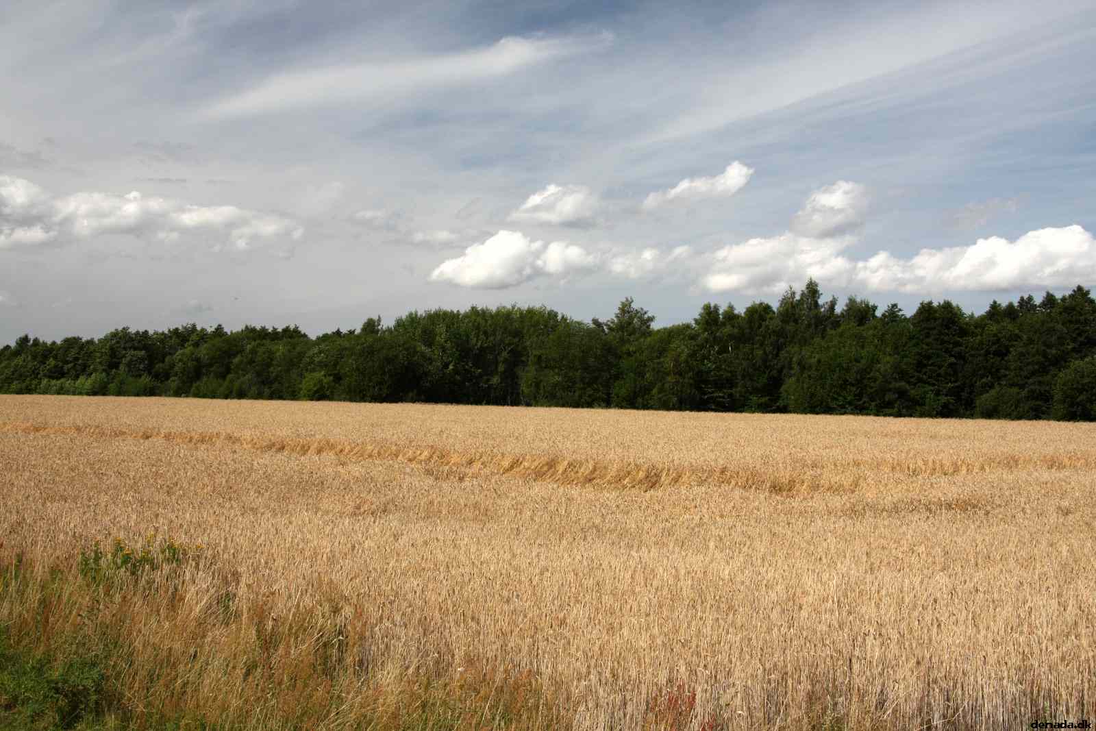* Image 80