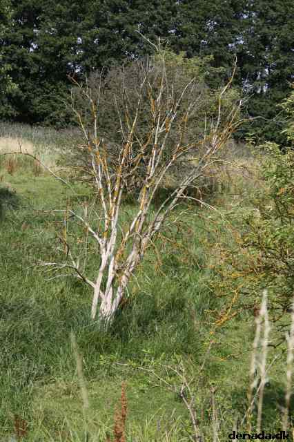 * Image 59