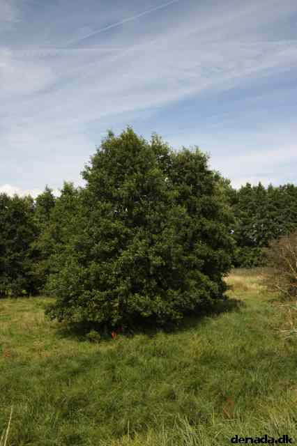 * Image 62