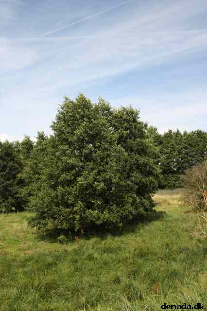 * Image 63