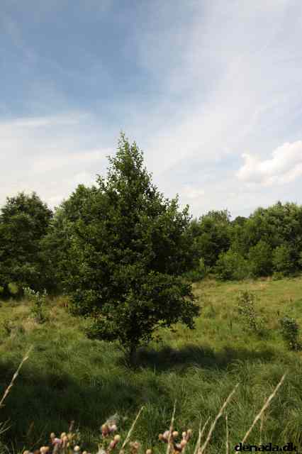 * Image 64