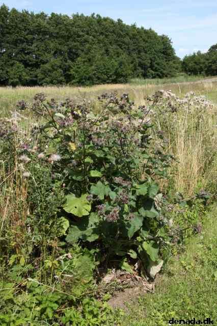 * Image 67